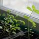 Microgreens für die Küche [SCHÖNER WOHNEN]