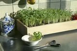 Microgreens