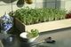 Microgreens für die Küche [SCHÖNER WOHNEN]