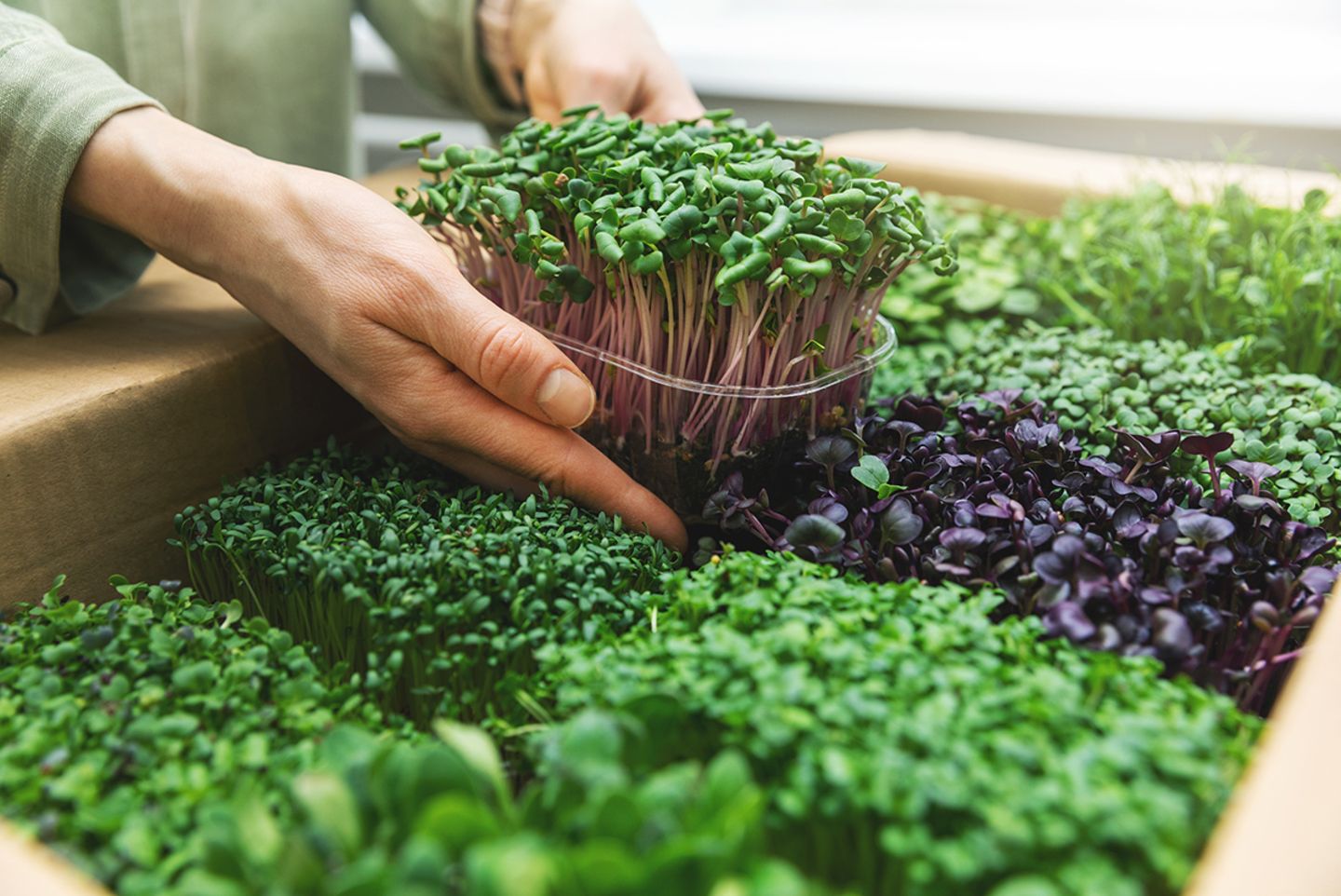 Wie pflegt man Microgreens? Bild 7 [SCHÖNER WOHNEN]