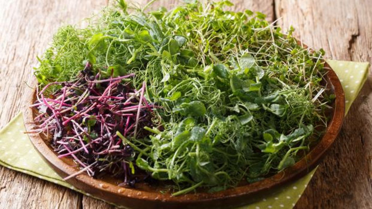 Microgreens: Mini-Indoor-Gärten für die Küche - [SCHÖNER WOHNEN]