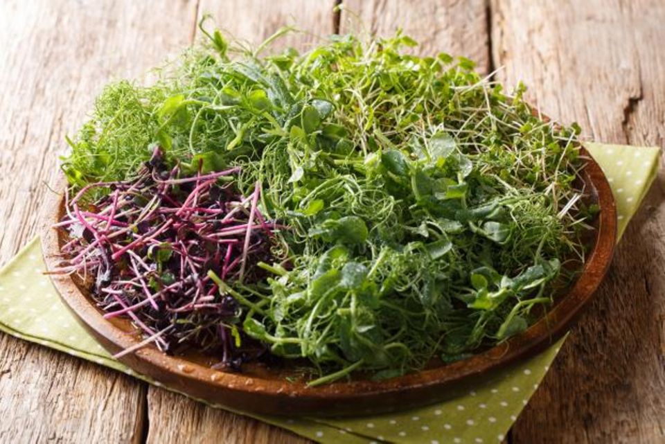 Microgreens für die Küche [SCHÖNER WOHNEN]