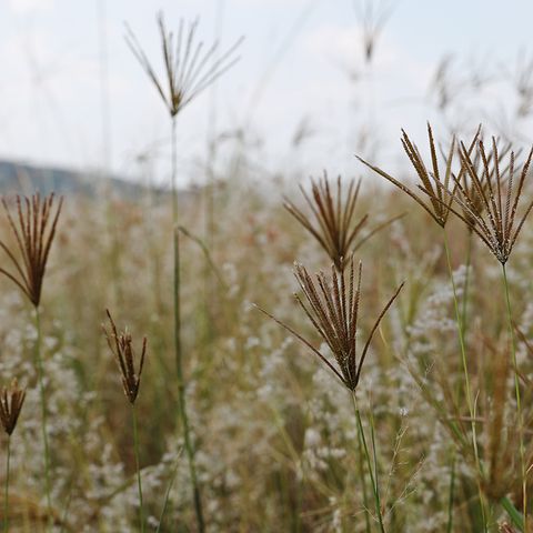 Im Garten die Savanne zähmen - Bild 12 - [SCHÖNER WOHNEN]