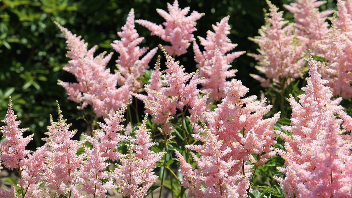 Astilbe, Prachtspiere: pflanzen, pflegen, vermehren - [SCHNER WOHNEN]