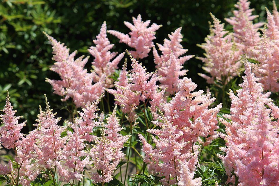 Astilbe mit Blüten in Rosa Astilbe mit Blüten in Rosa