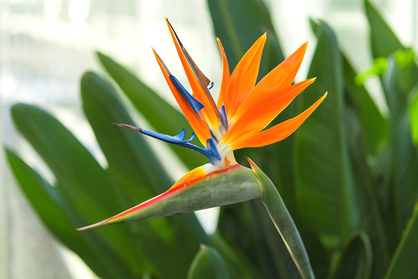 strelitzia kunstplant Strelitzia Kunstplant 90cm – Classic Floral