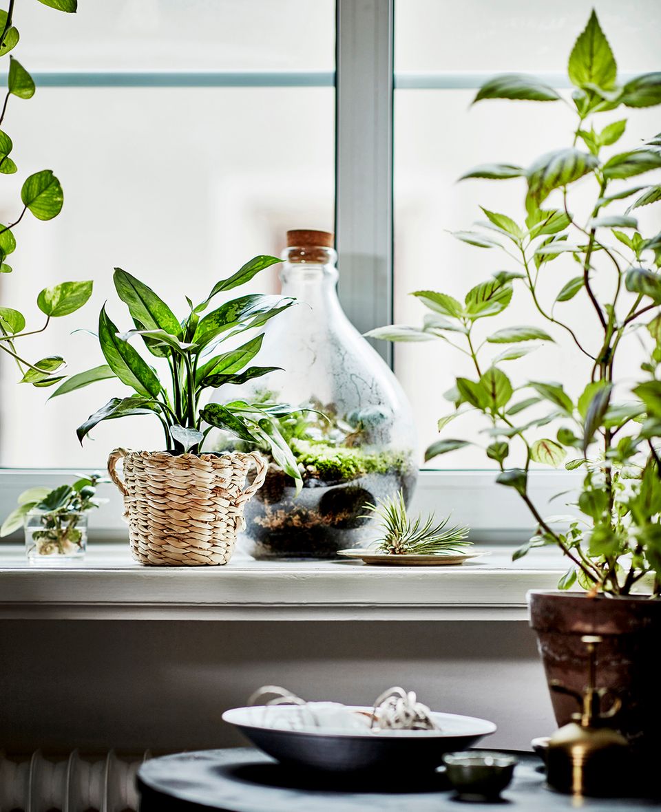 Die "Botanisk"-Kollektion von Ikea: Feine Dinge fr Pflanzen-Fans -  [SCHNER WOHNEN]