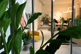 Grüne Oasen: Pflanzen im Abo - Bild 6