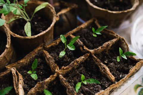 Gartenarbeit im Februar [SCHÖNER WOHNEN]