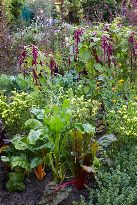 Gestaltung des Gemüsebeets - Bild 5 - [SCHÖNER WOHNEN]