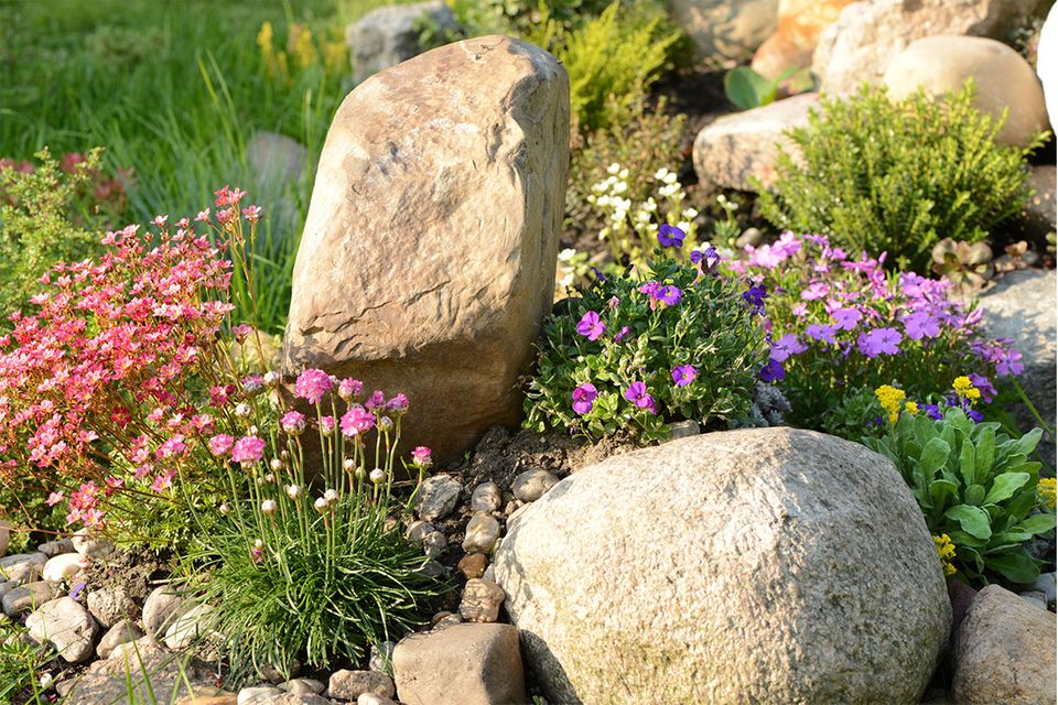 Ein alpiner Garten mit Steinen und robusten Bodendeckern