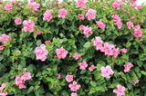 Hibiskus (Hibiscus) als Hecke und Sichtschutz