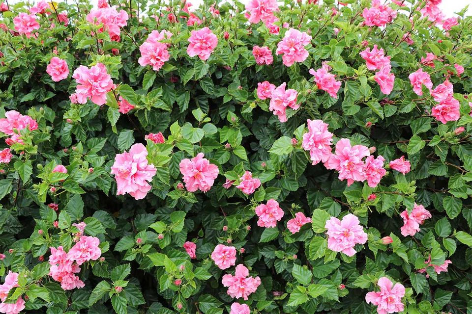 Sommer-Sitzschutz: Hibiskushecke Hibiskus (Hibiscus) als Hecke und Sichtschutz