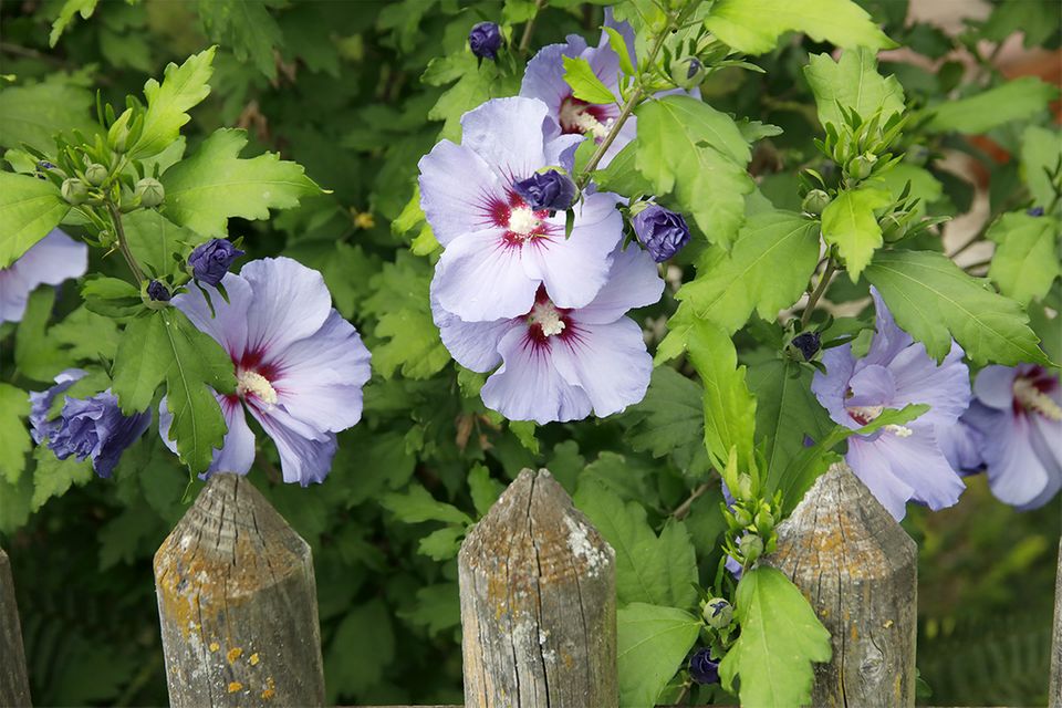 Hibiskus  pflanzen, pflegen & vermehren - [SCHNER WOHNEN]