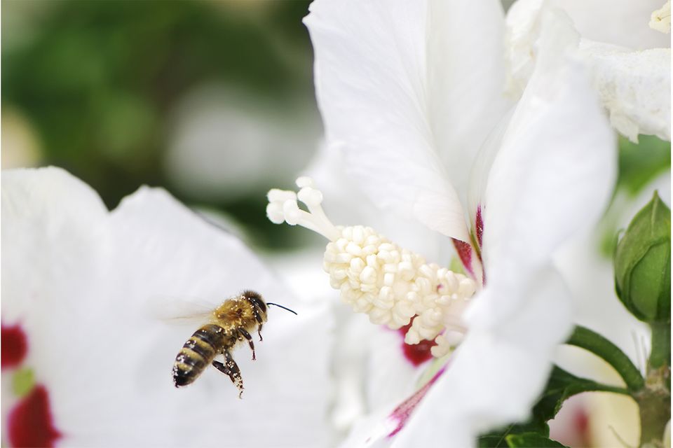 Biene an weißer Hibiskus-Blüte (Hibiscus)