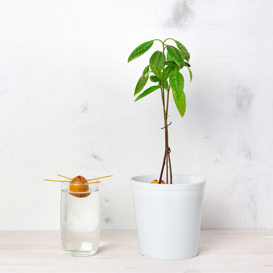 Avocado-Baum  Avocado pflanzen & pflegen - [SCHNER WOHNEN]