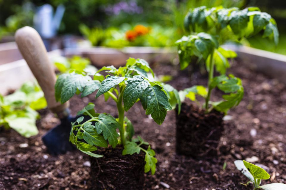 Tomatenpflanzen werden im Mai in ein Hochbeet gepflanzt.