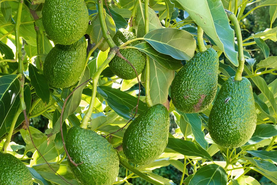 36+ Avocado Pflanze Kaufen, Der pflanze wird eine pflegeanleitung