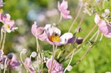 Eine Anemone mit Biene