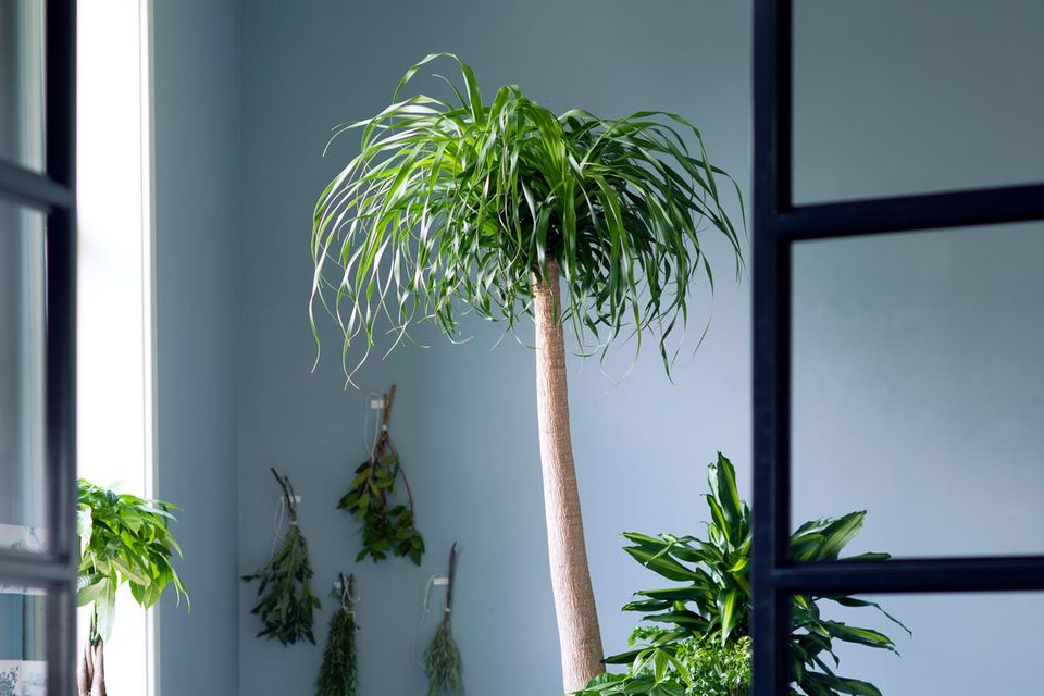 Drachenbaum gegen Formaldehyd Drachenbaum (Dracaena spec.)