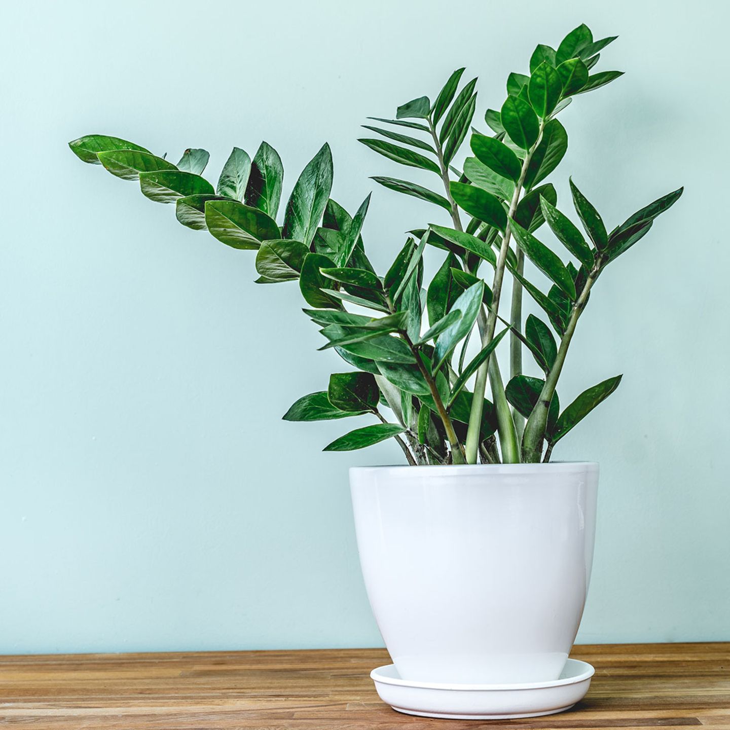 ufopflanze standort draußen Ufopflanze kaufen | Pilea Peperomioides