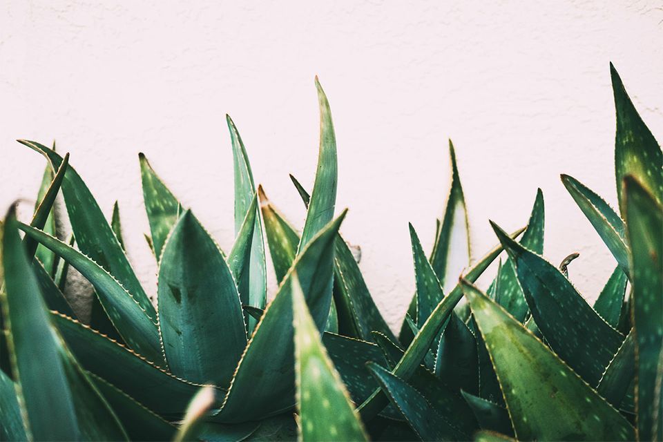 Sonniger Standort erwünscht: Aloe Vera Aloe Vera in Nahaufnahme