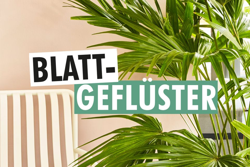 Blattgeflüster – Der Zimmerpflanzenpodcast von SCHÖNER WOHNEN, COUCH und Pflanzenfreude.de