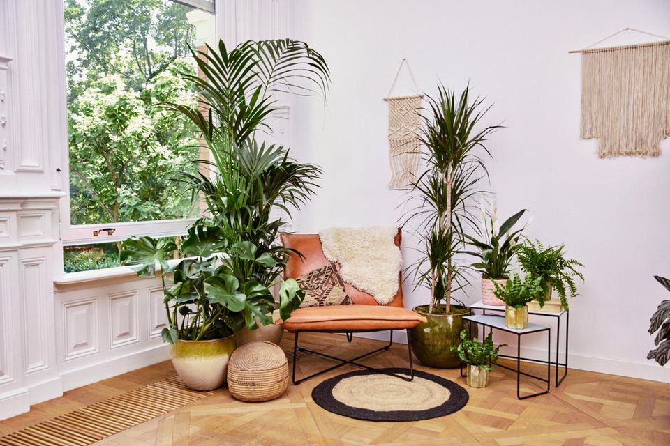 Grüne Dekoration: Zimmerpflanzen als Hingucker in der Ecke