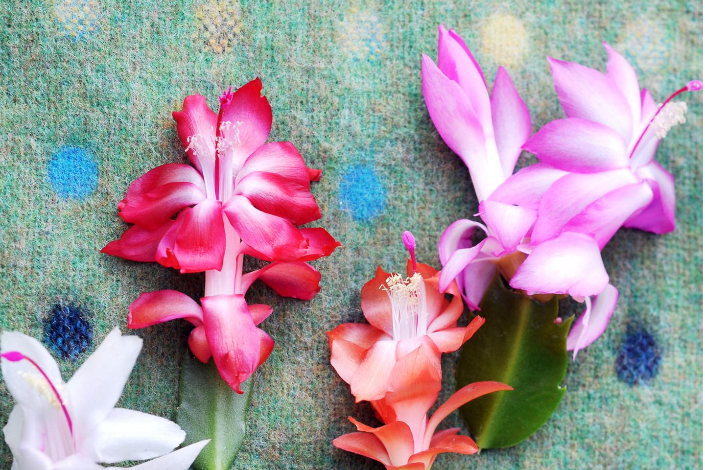 blumenkasten sichtschutz pflanzen en.casa Pflanzkasten Heerde – Sichtschutz für Balkon & Garten main image 1