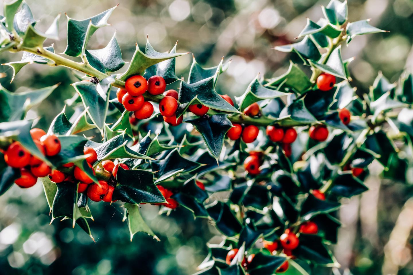 Stechpalme (Ilex) - [SCHNER WOHNEN]