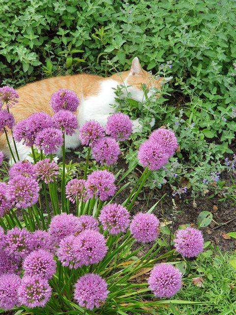 Katzenminze pflanzen, pflegen, schneiden [SCHÖNER WOHNEN]