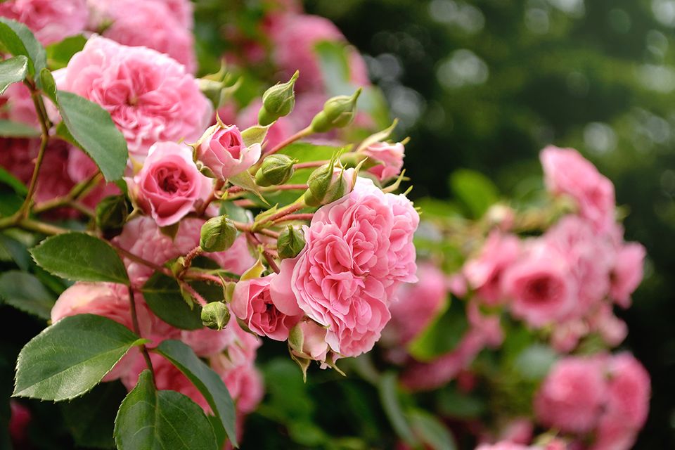 Ramblerrosen tragen Dolden aus vielen kleinen Einzelblüten