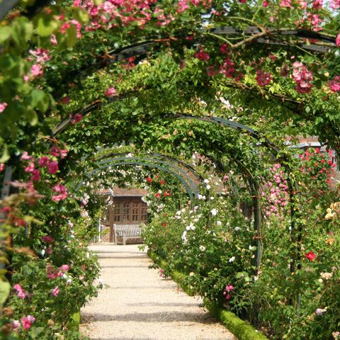 Rosenbogen, Sichtschutz