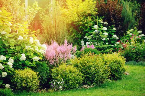 Verschieden hohe und unterschiedlich farbige Sträucher in einem hellen Garten