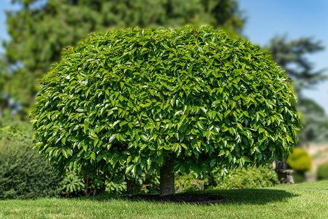Schnell wachsende Bäume für den Garten [SCHÖNER WOHNEN]