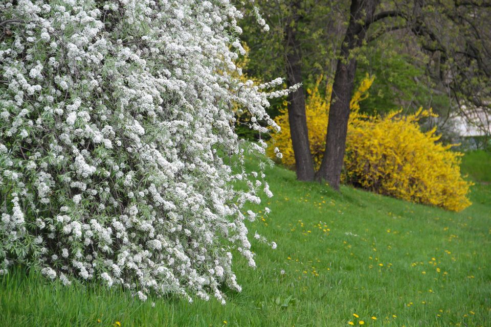 Weißblühende Weidenblättrige Birne in einem Gartenstück
