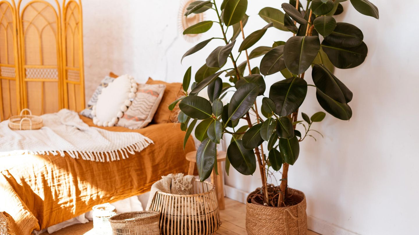 mini monstera albo Monstera Albo – Lost in the Forrest main image 1
