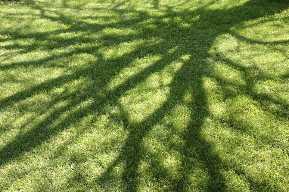 Schatten einer blattlosen Baumkrone auf einem grünen Rasen