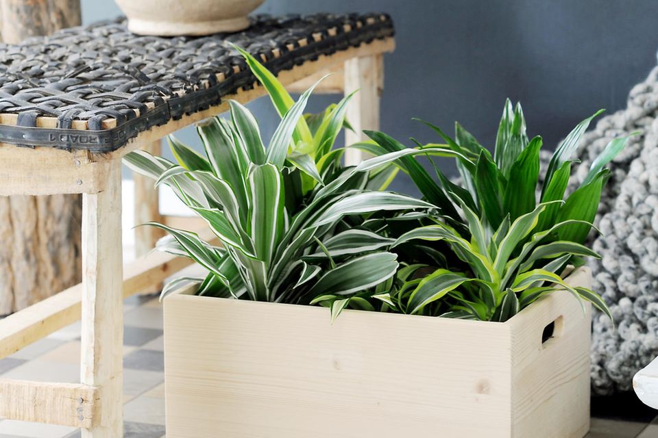 Drachenbaum Arten und Pflege [SCHÖNER WOHNEN]