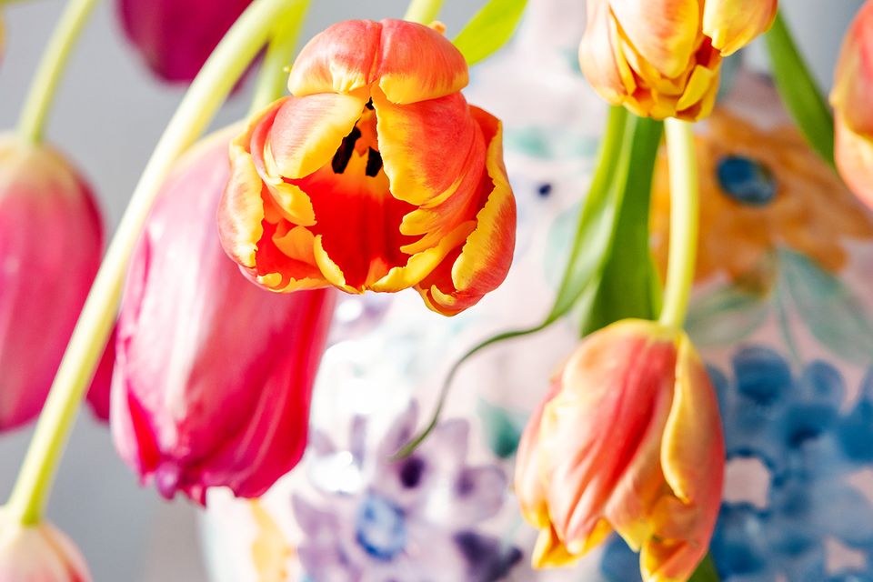 Tulpen mit hängenden Blütenköpfen in heller Vase