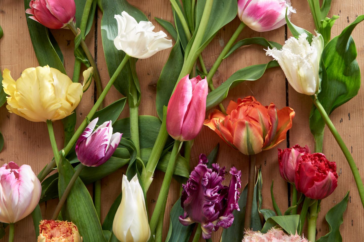 Verschiedene Tulpensorten auf einem hellen Holzhintergrund
