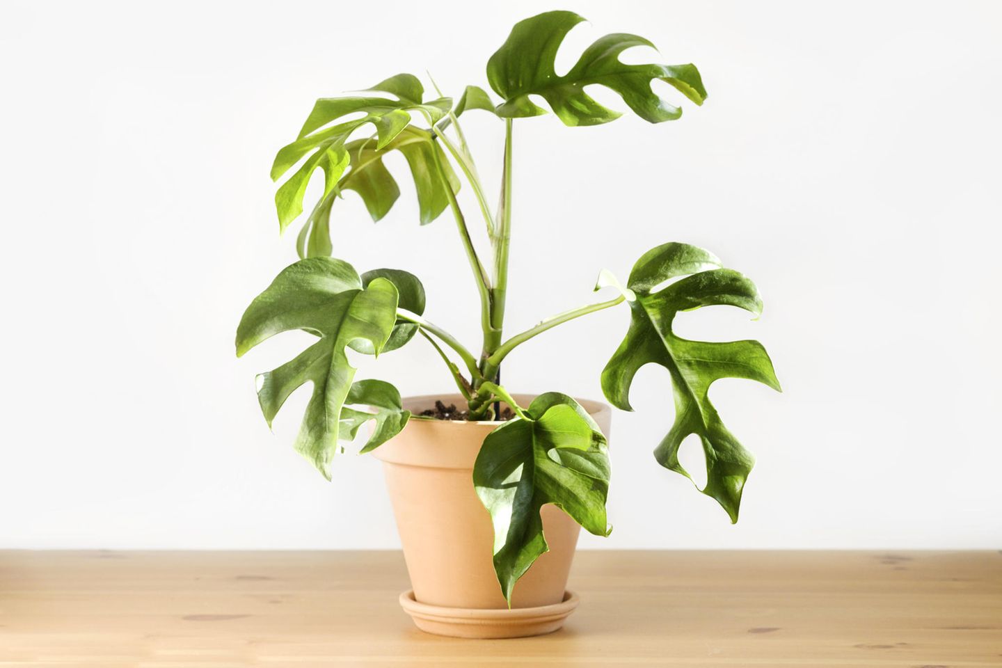 Rhaphidophora tetrasperma (Monstera Minima) - [SCHNER WOHNEN]
