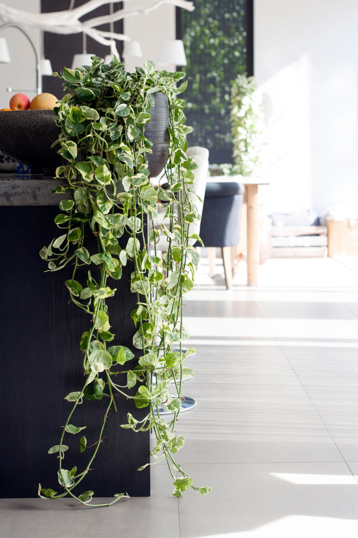 Efeutute (Epipremnum aureum) - [SCHNER WOHNEN]