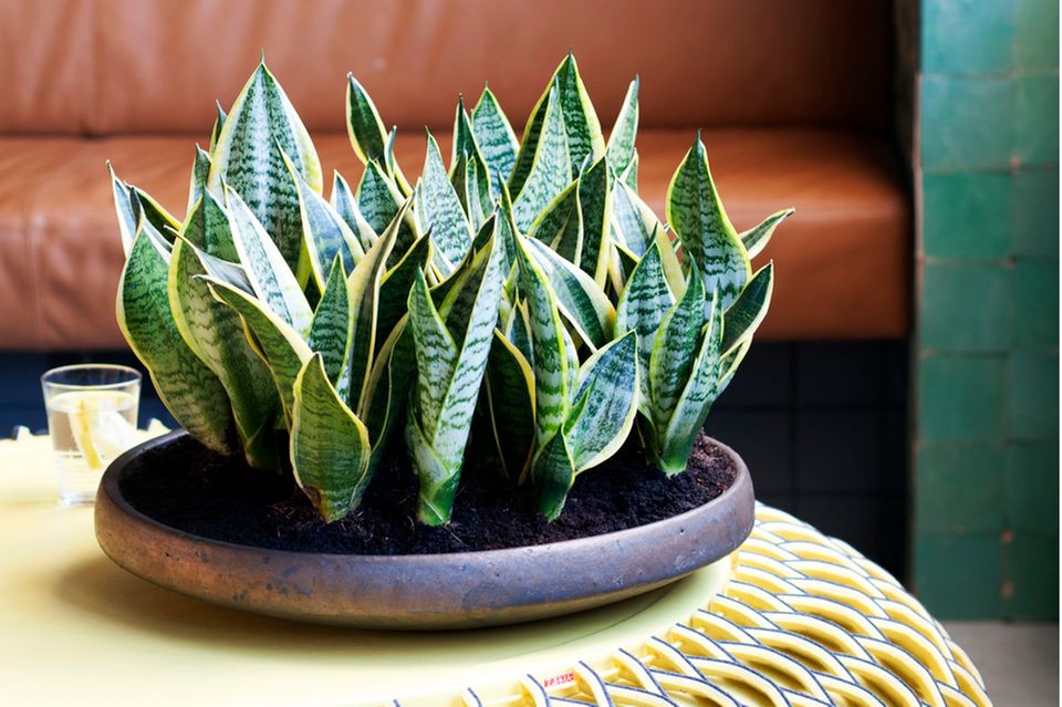 Zimmerpflanzen als Luftreiniger: Unsere Top 15 - [SCHNER WOHNEN]