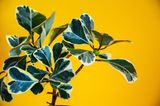 Natalfeige (Ficus triangularis) in Nahaufnahme vor gelbem Hintergrund
