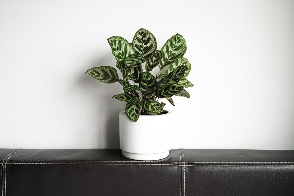 Korbmarante (Calathea) in weißem Topf auf Ledersofa