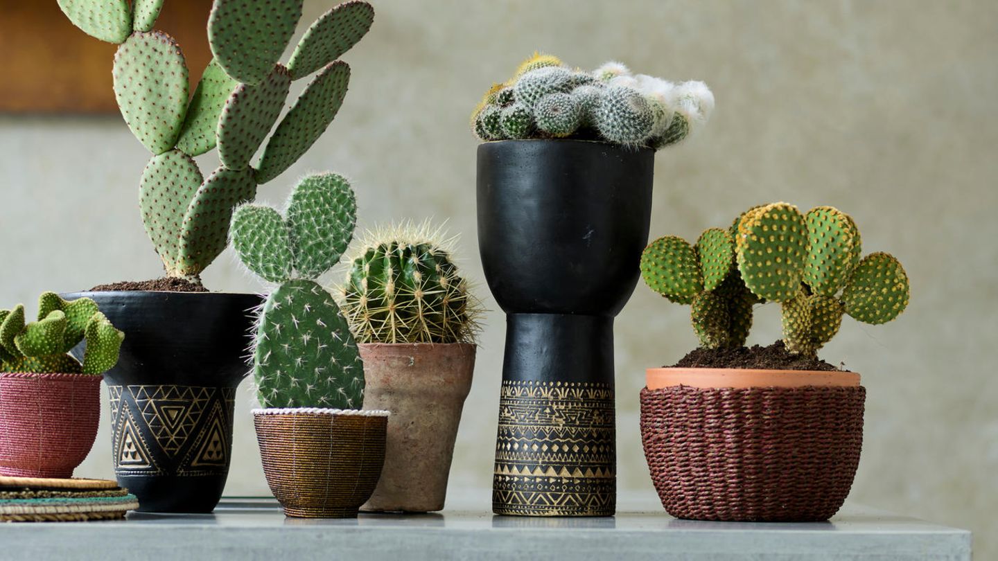 Kakteen (Cactaceae) - [SCHNER WOHNEN]