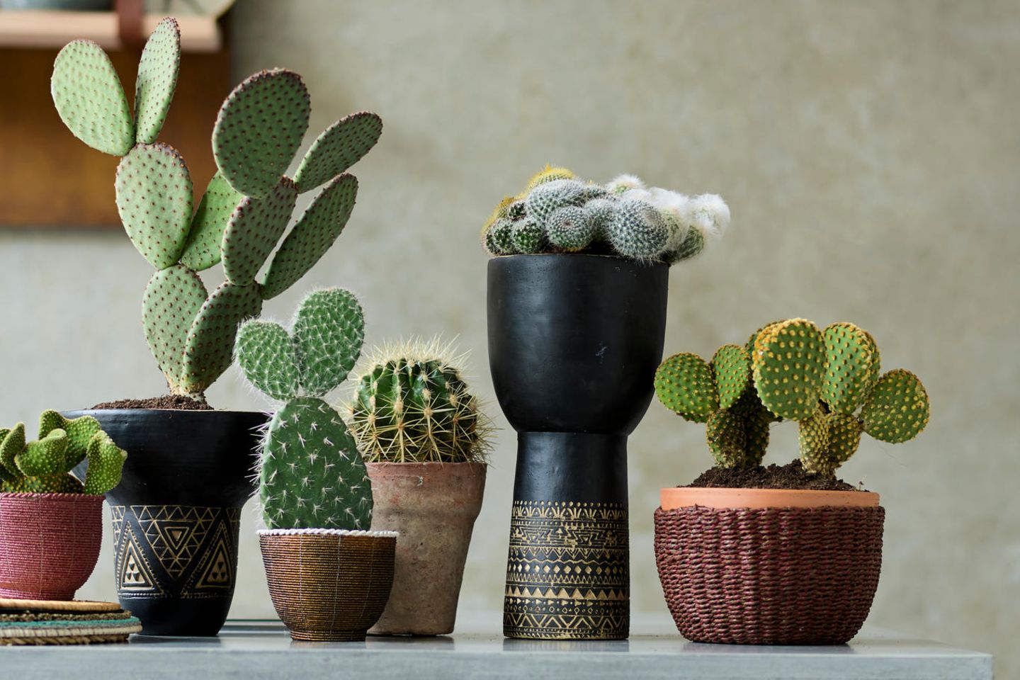 Kakteen (Cactaceae) - [SCHNER WOHNEN]