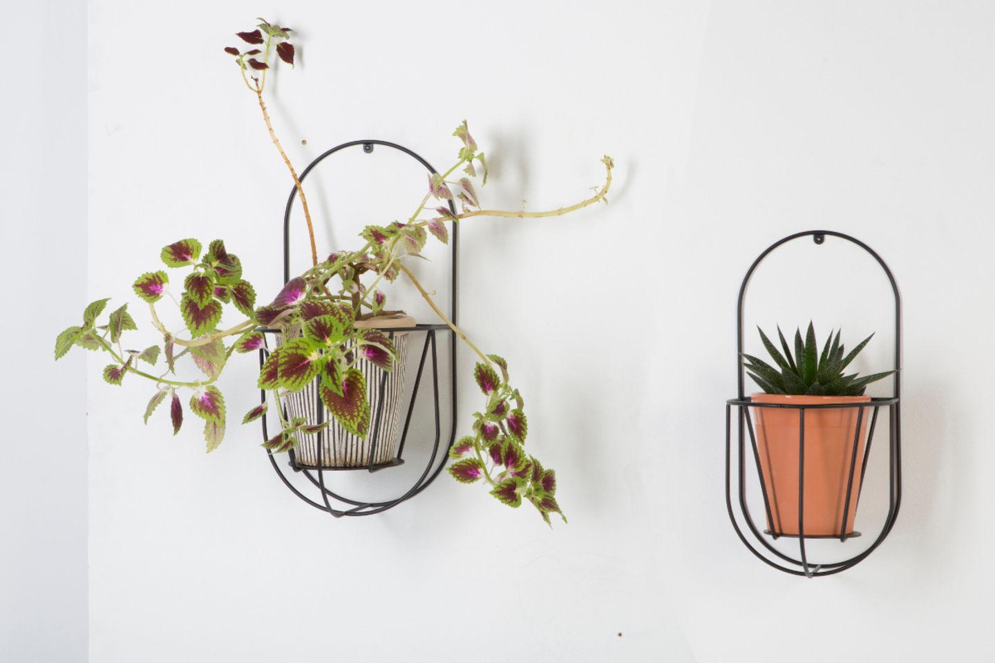 Pflanzenwandhalter "Cibele" mit dekorativen Pflanzen an einer weißen Wand