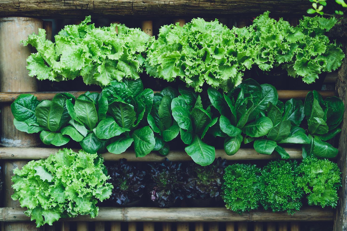 Gemsebeet planen und anlegen: Ideen & Tipps - [SCHNER WOHNEN]